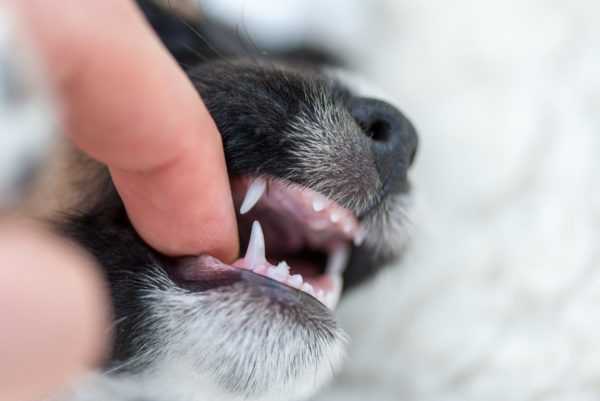 民家からマスティフなど猛犬5頭が脱走 襲われた19歳女性が死亡 ニュースパス