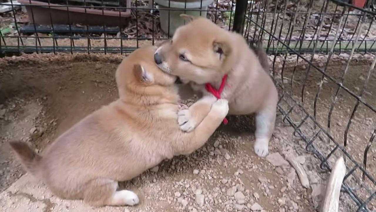 アカーーン ケンカに夢中で 母犬がホリホリした大穴に気づかず柴犬の子犬がコローン 動画 ニュースパス