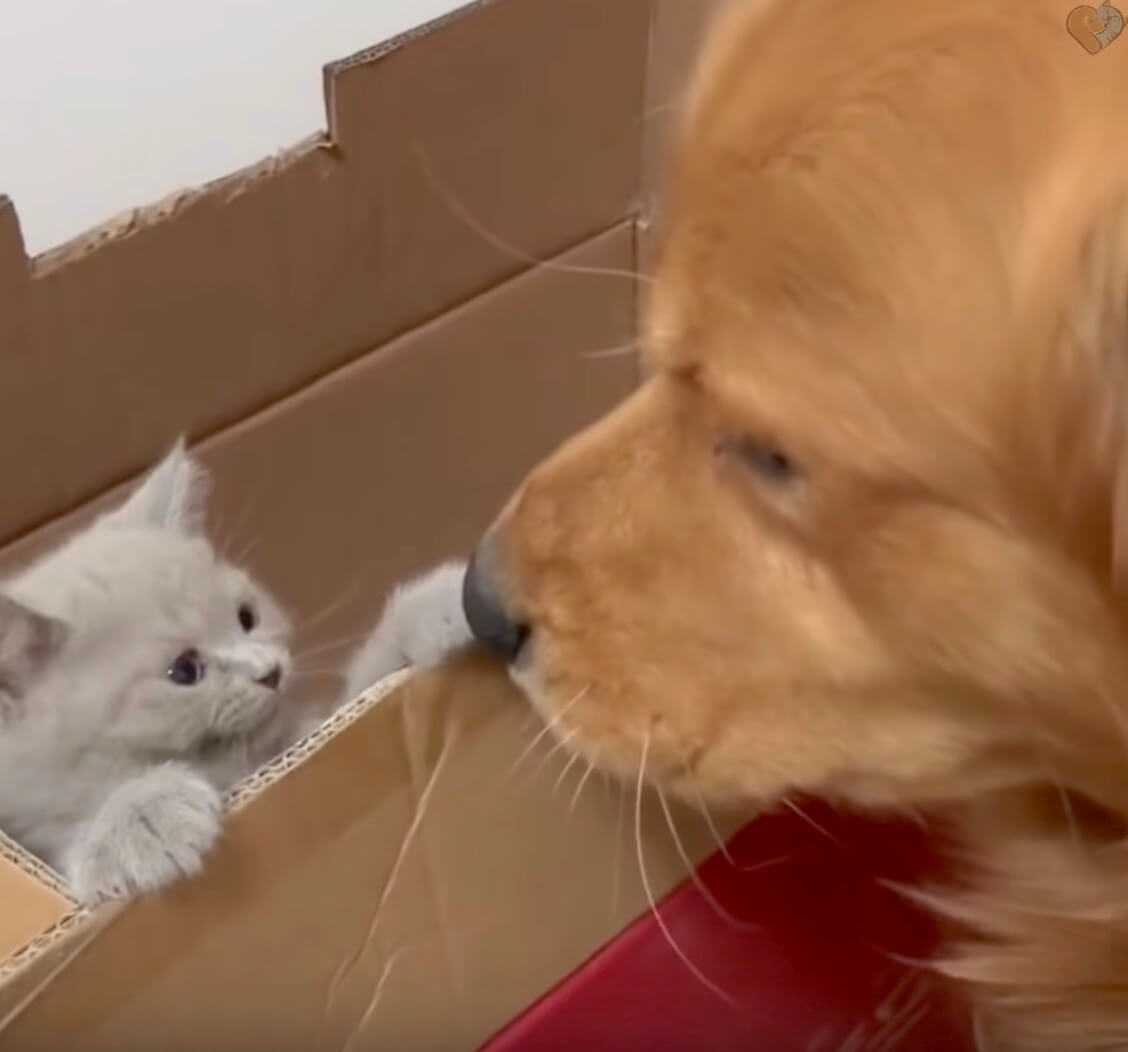 やめろしー 子猫にメロメロなゴールデンがこの上なく幸せそうで癒される 動画 ニュースパス やめろしー 子猫にメロメロなゴールデンがこの上なく幸せそうで癒される 動画 ニュースパス