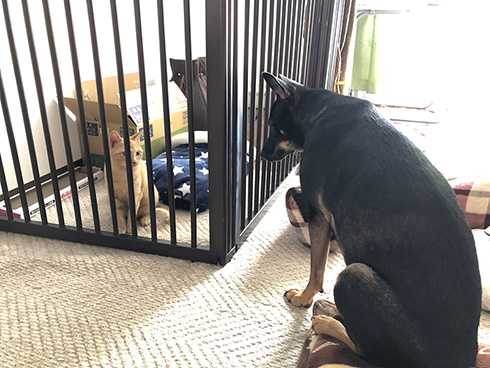 お手上げポーズで ま 負けないぞー ワンコに立ち向かう猫の威嚇ポーズがかわいすぎて全く怖くない ニュースパス お手上げポーズで ま 負けないぞー ワンコに立ち向かう猫の威嚇ポーズがかわいすぎて全く怖くない ニュースパス