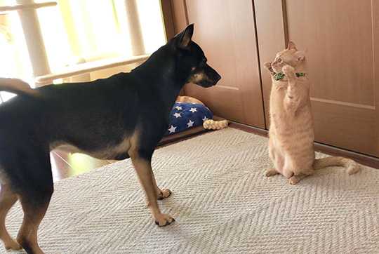 お手上げポーズで ま 負けないぞー ワンコに立ち向かう猫の威嚇ポーズがかわいすぎて全く怖くない ニュースパス