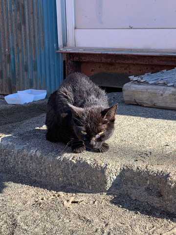 職場に現れた黒猫にご飯をあげてかわいがったらここまで変わった 威嚇 キラキラおめめになった元野良猫のビフォーアフター ニュースパス