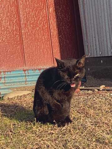 職場に現れた黒猫にご飯をあげてかわいがったらここまで変わった 威嚇 キラキラおめめになった元野良猫のビフォーアフター ニュースパス