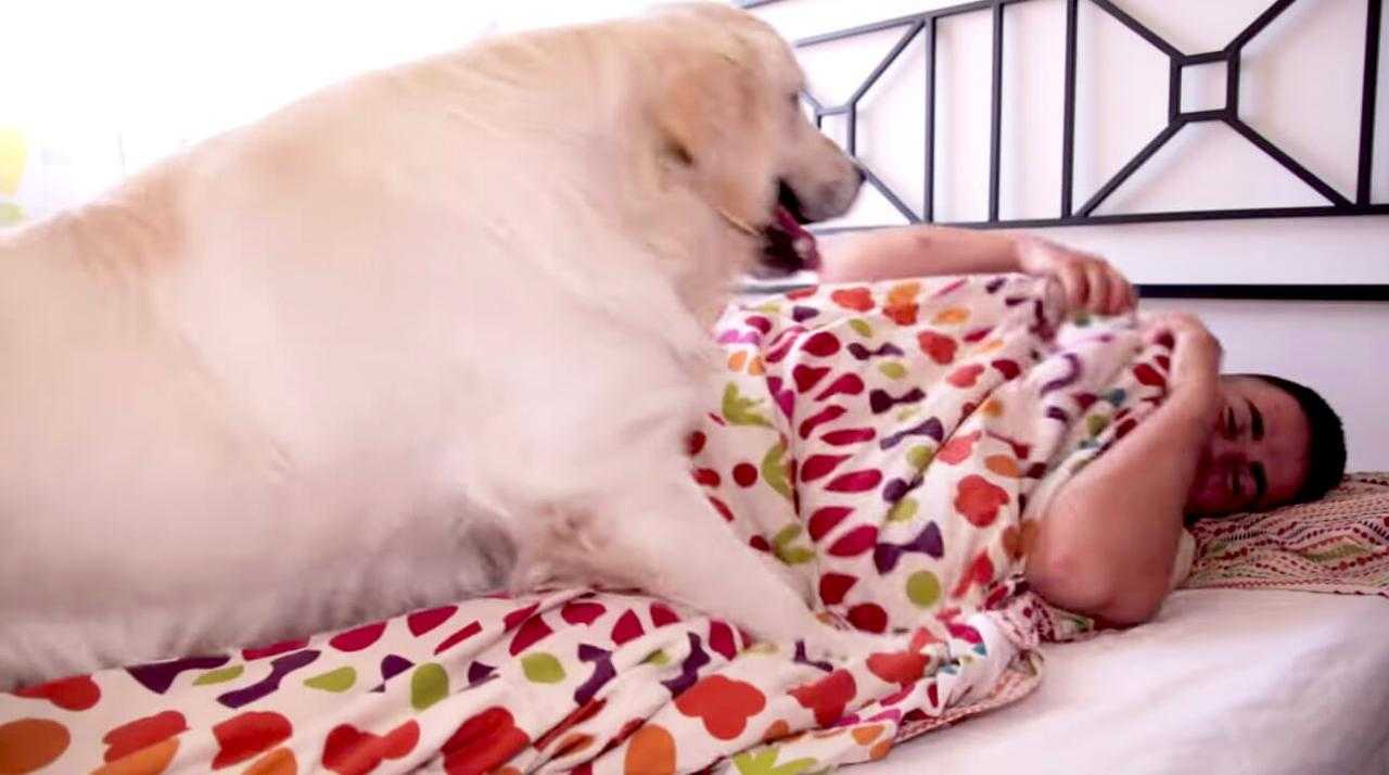 一緒に寝たそうだから布団に入れたのに 全然寝ないゴールデンと飼い主のやりとりにほっこりするしかない 動画 ニュースパス 一緒に寝たそうだから布団に入れたのに 全然寝ないゴールデンと飼い主のやりとりにほっこりするしかない 動画 ニュースパス