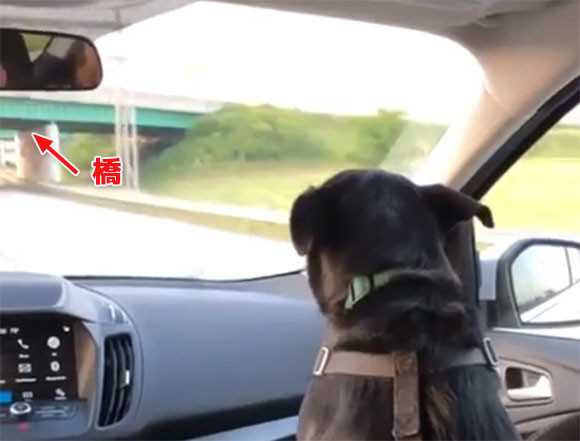 車で陸橋をくぐる時 車内に乗っていた犬の反応がかわいすぎた ニュースパス