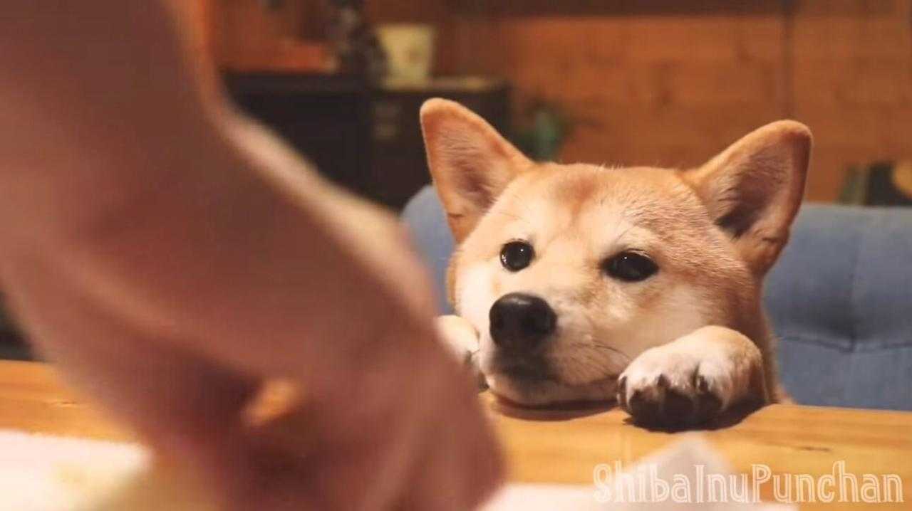 柴犬料理監督が可愛すぎて頭に全然内容が入ってこないフライドポテトの作り方 動画 ニュースパス