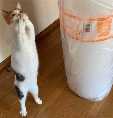 巨大プチプチに歓喜の表情の猫ちゃん えっ これを 私に 人間みたいなポーズがかわいい ニュースパス 巨大プチプチに歓喜の表情の猫ちゃん えっ これを 私に 人間みたいなポーズがかわいい ニュースパス
