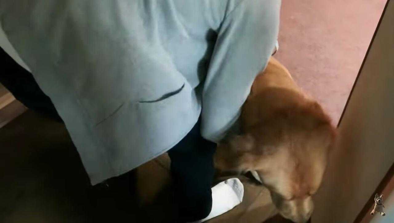 行っちゃヤダ ギュッ お留守番を悟り悲しげな顔のゴールデン 抱きついて引き止める姿に 母性がやられた 動画 ニュースパス 行っちゃヤダ ギュッ お留守番を悟り悲しげな顔のゴールデン 抱きついて引き止める姿に 母性がやられた 動画 ニュースパス