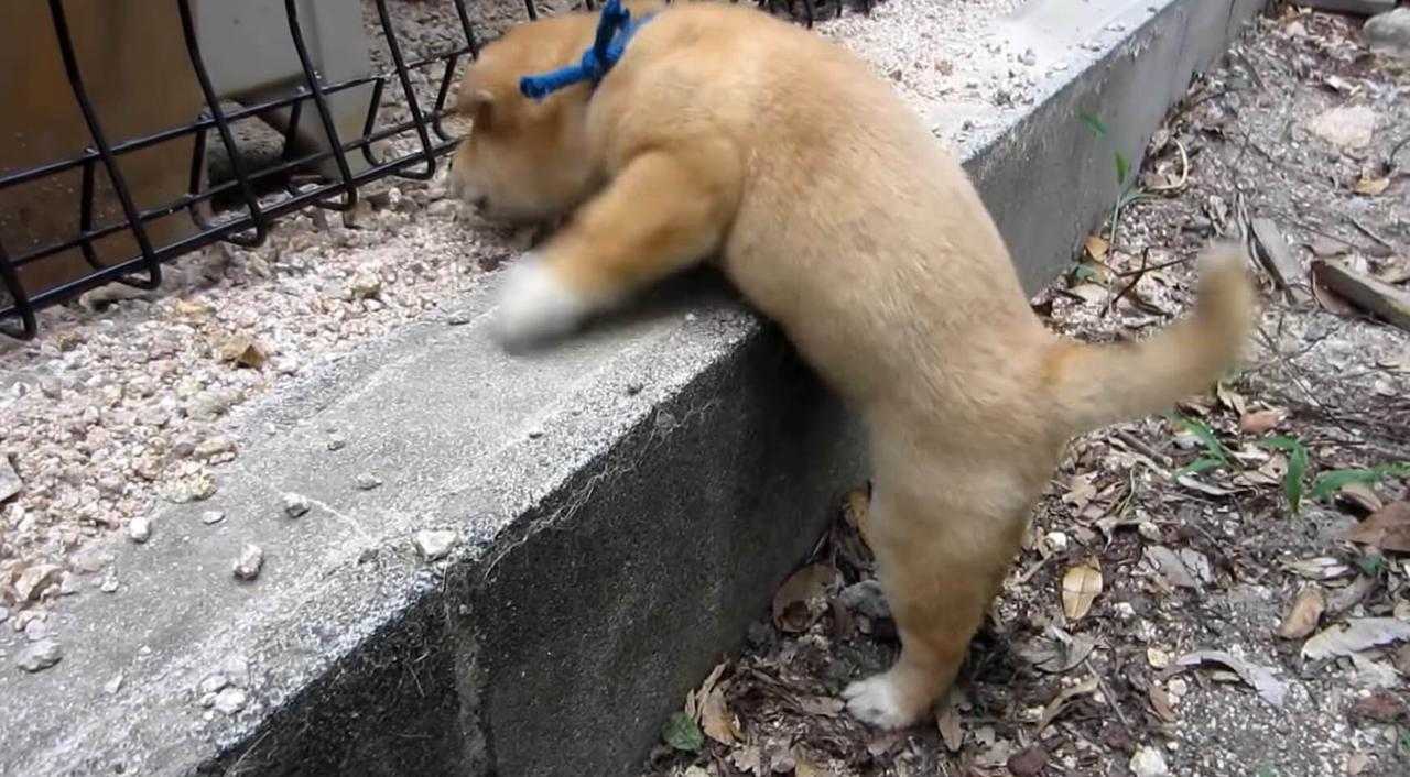 ママに会いたくて高い段差をよじ登った柴犬パピー 想いを力に変えて 健気に頑張る姿が泣ける 動画 ニュースパス