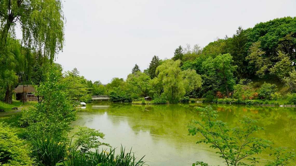 外来種を悪とする 池の水ぜんぶ抜く の疑問点 ニュースパス