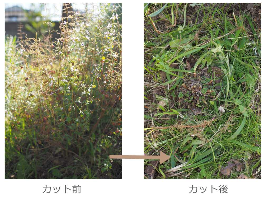 ハーブの冬越し準備の時期到来 植物タイプ別 作業法についての記事が参考になりました Enjoy Herbal Life ハーブの冬越し準備の時期到来 植物タイプ別 作業法についての記事が参考になりました Enjoy Herbal Life