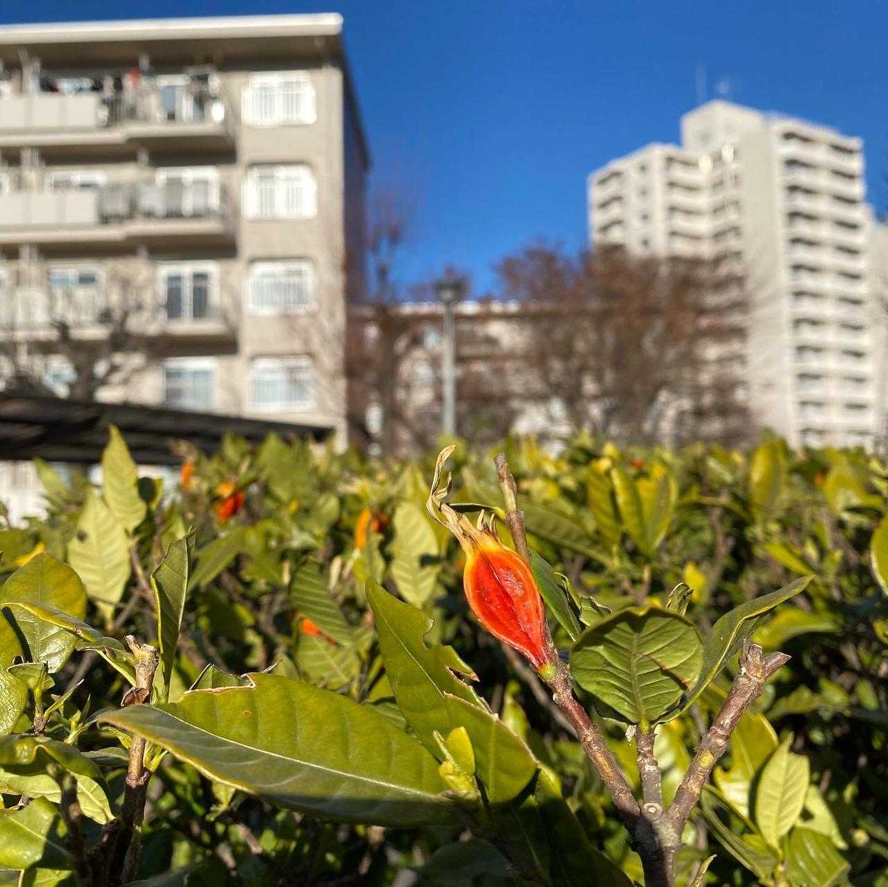 冬の手荒れに使える梔子 クチナシ の軟膏の作り方 クチナシの効能については未知の部分が多いことに気付いてきました Enjoy Herbal Life 冬の手荒れに使える梔子 クチナシ の軟膏の作り方 クチナシの効能については未知の部分が多いことに気付いてきました Enjoy Herbal Life