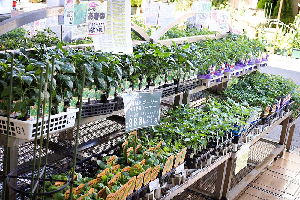 開店70年を迎える サカタのタネ ガーデンセンター横浜 の規模感がスゴイです Enjoy Herbal Life