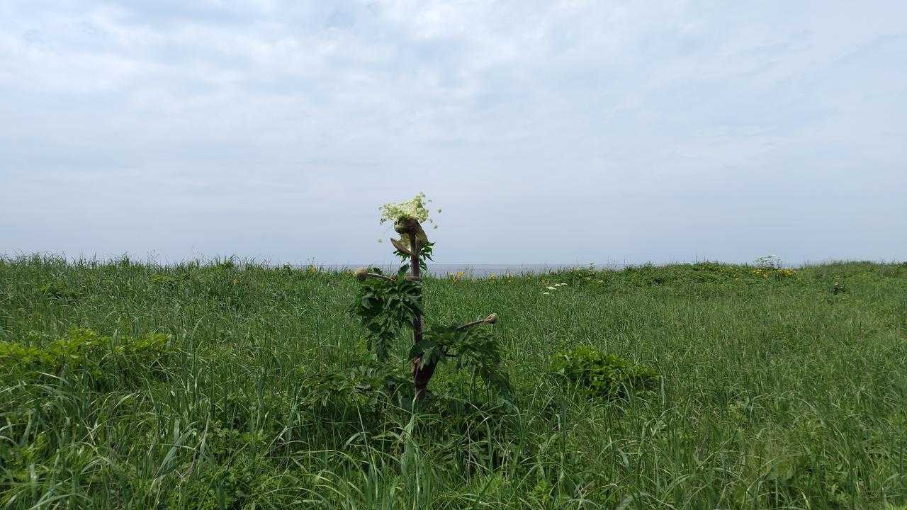 海岸線に生えるエゾニュウ