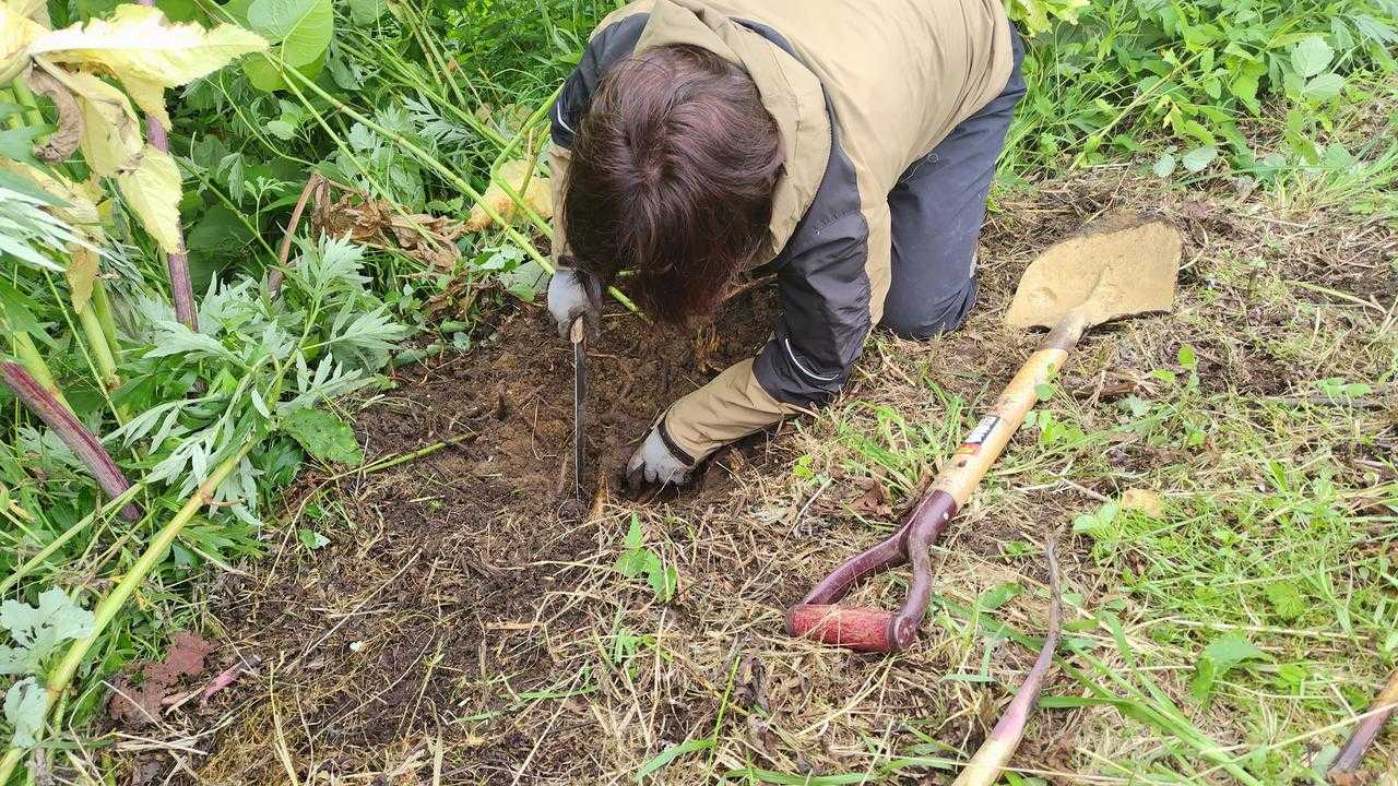 エゾニュウを採取する天草町役場の職員