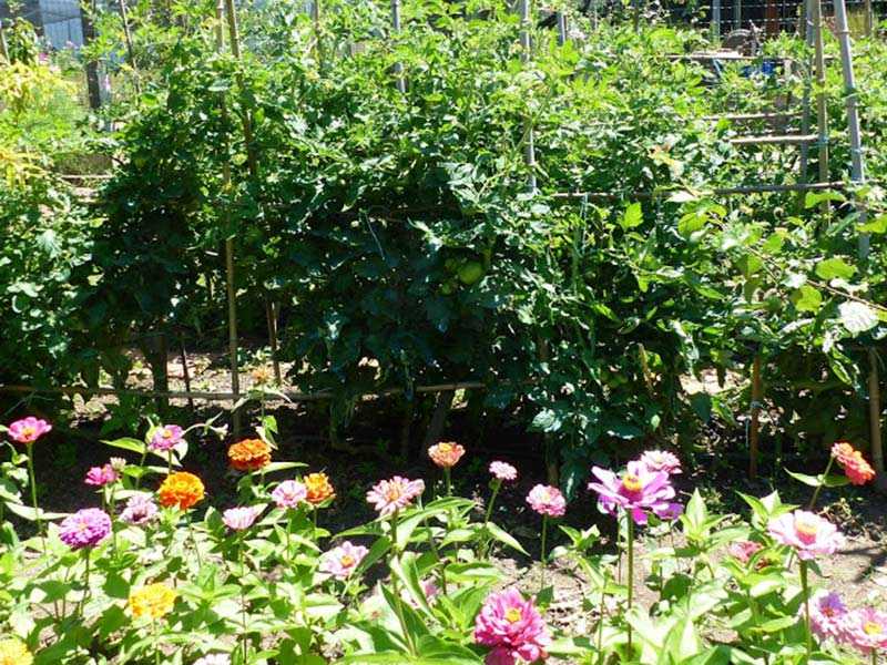 画像: 中庭には野菜が育ち、花が咲く